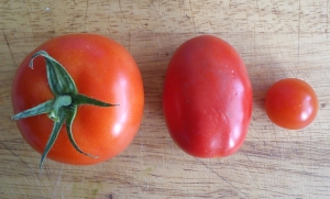 Comparison_of_the_size_of_the_tomatoes